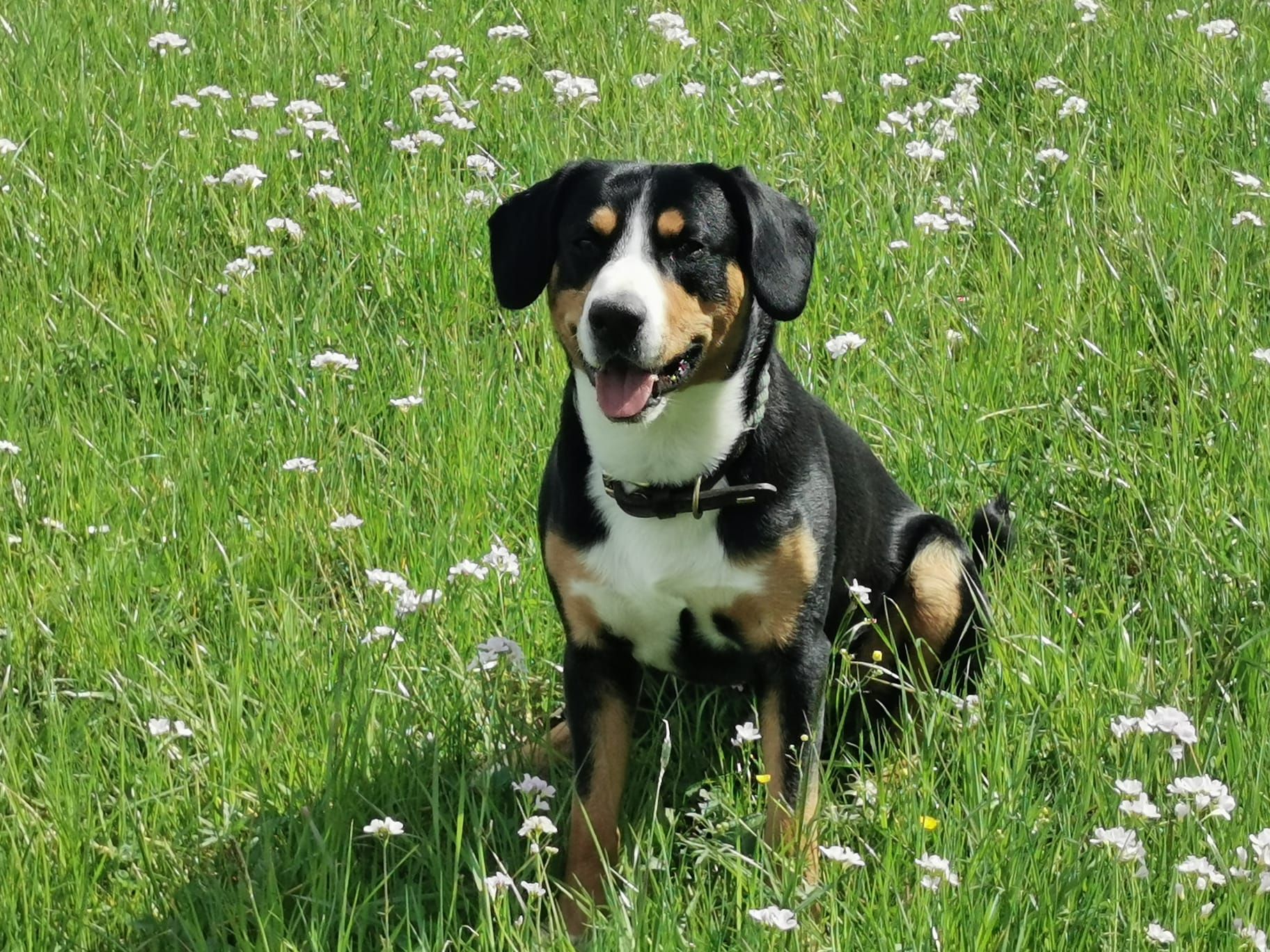 Hund