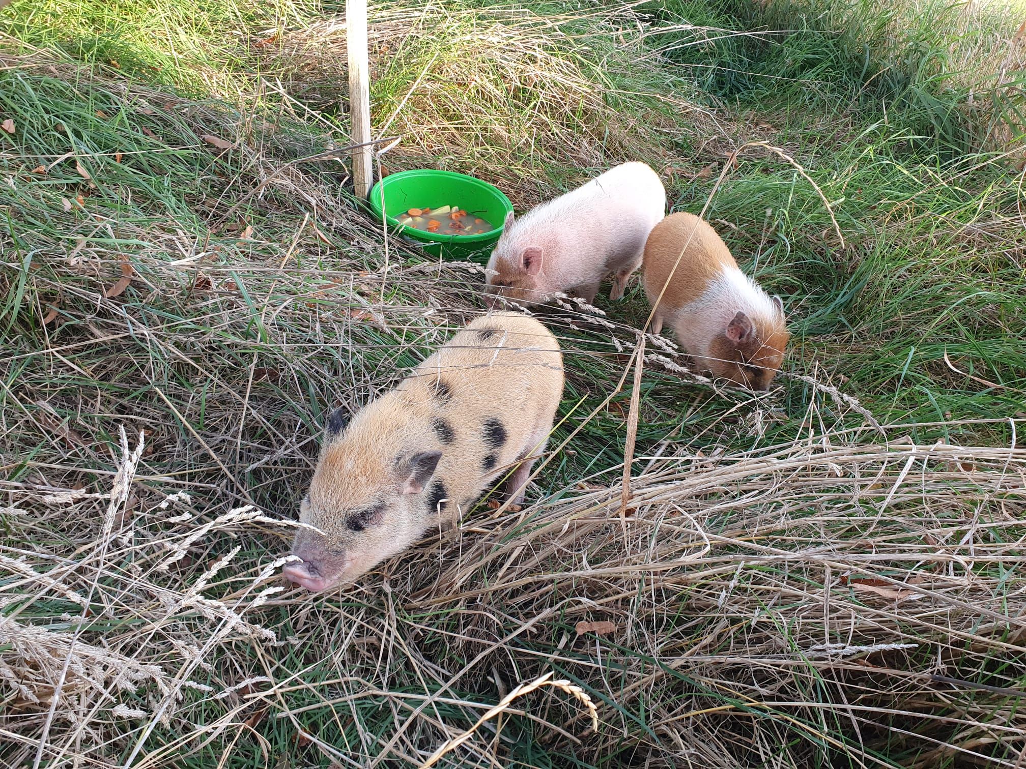 Schweine